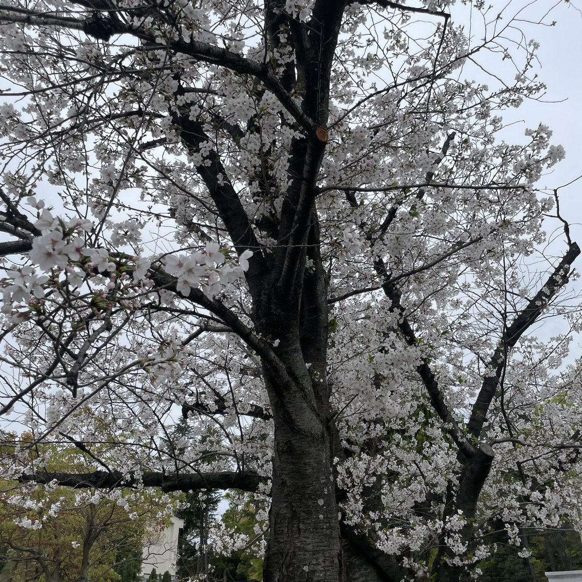 星野零式 鉄ドン tweet media