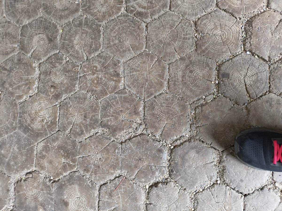 GeologistsCat's tweet photo. Today the humans were on #hedgewatch in #Bamberg the hometown of the famous Tomcat Murr. They visited again this wooden floor at the #Rosengarten because it #rocks  😹 It looks like #ColumnarJoints as you can find in #basalt.
Humans #PawForScale
#geologywithcats #geology https://t.co/IZW9sa42dz