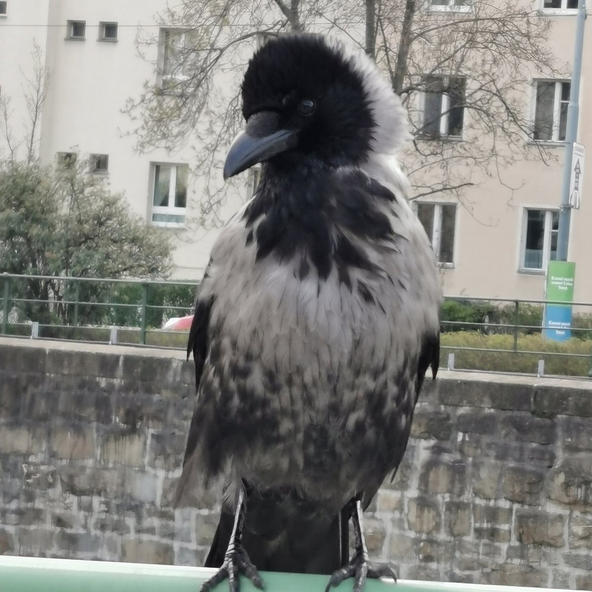 Vienna City Crows tweet media