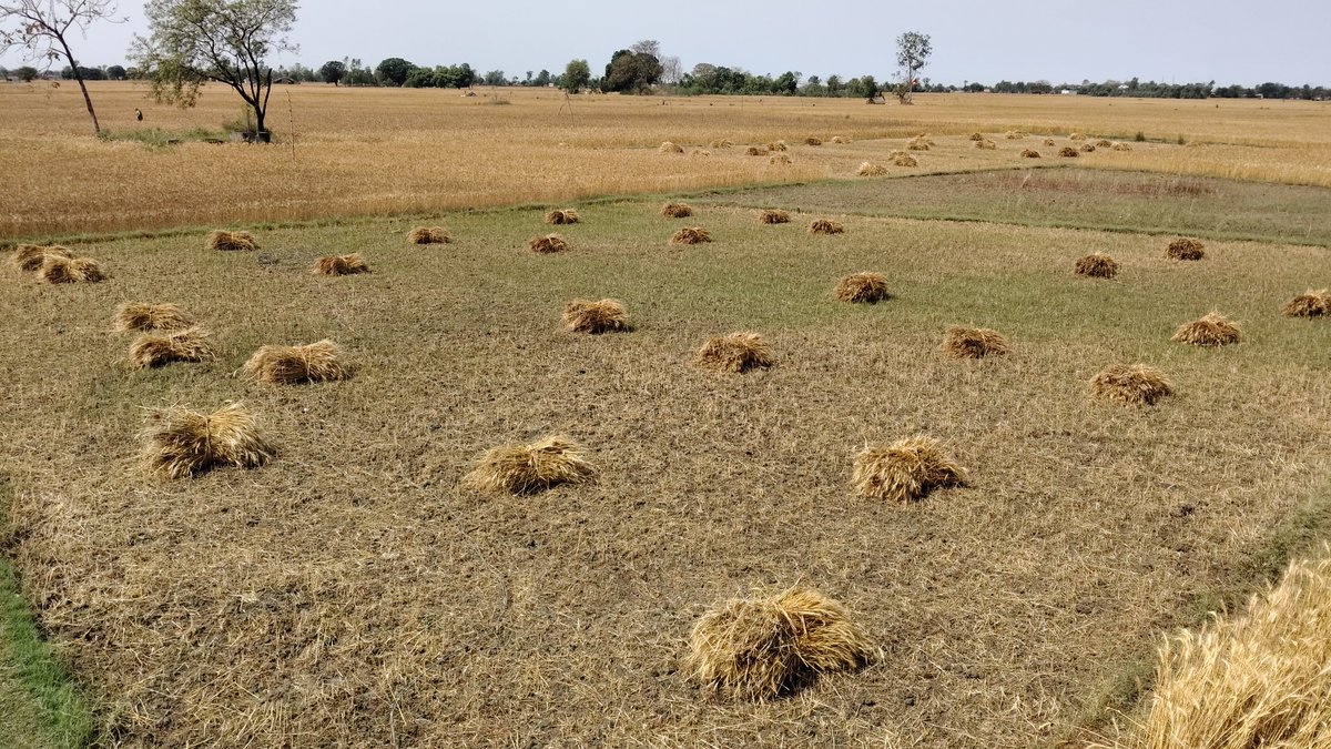 Barish se gehun ki fasal kharab ho gai gehun ke Dane sab Kale Ho Ja Rahe Hain