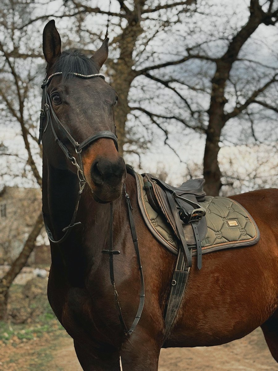 Сьогодні кінь був оливковим модніком
