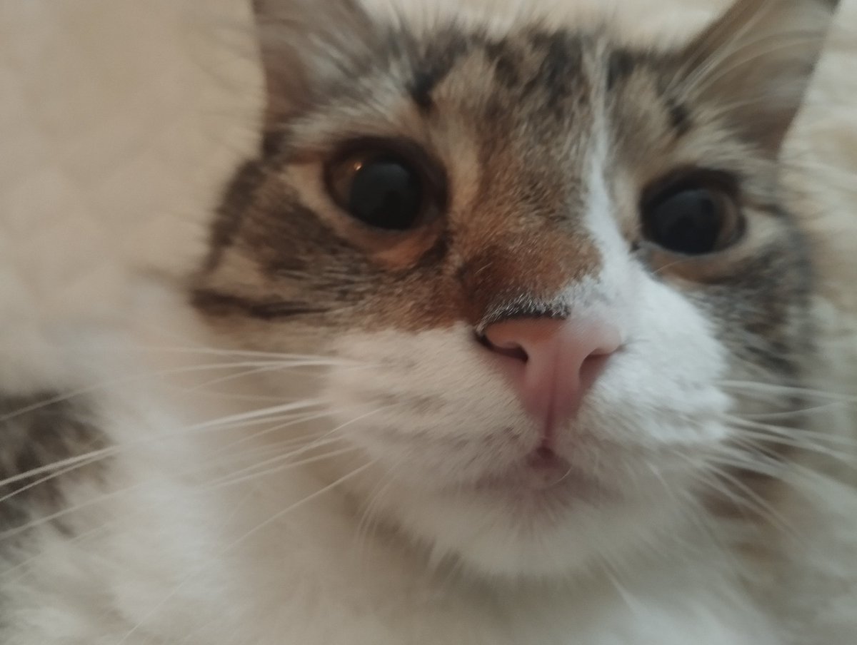 Meio Celebro tweet media