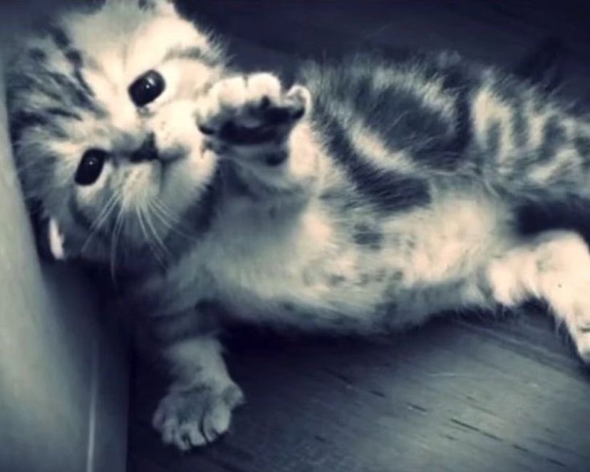 𝒮tiletto． tweet media