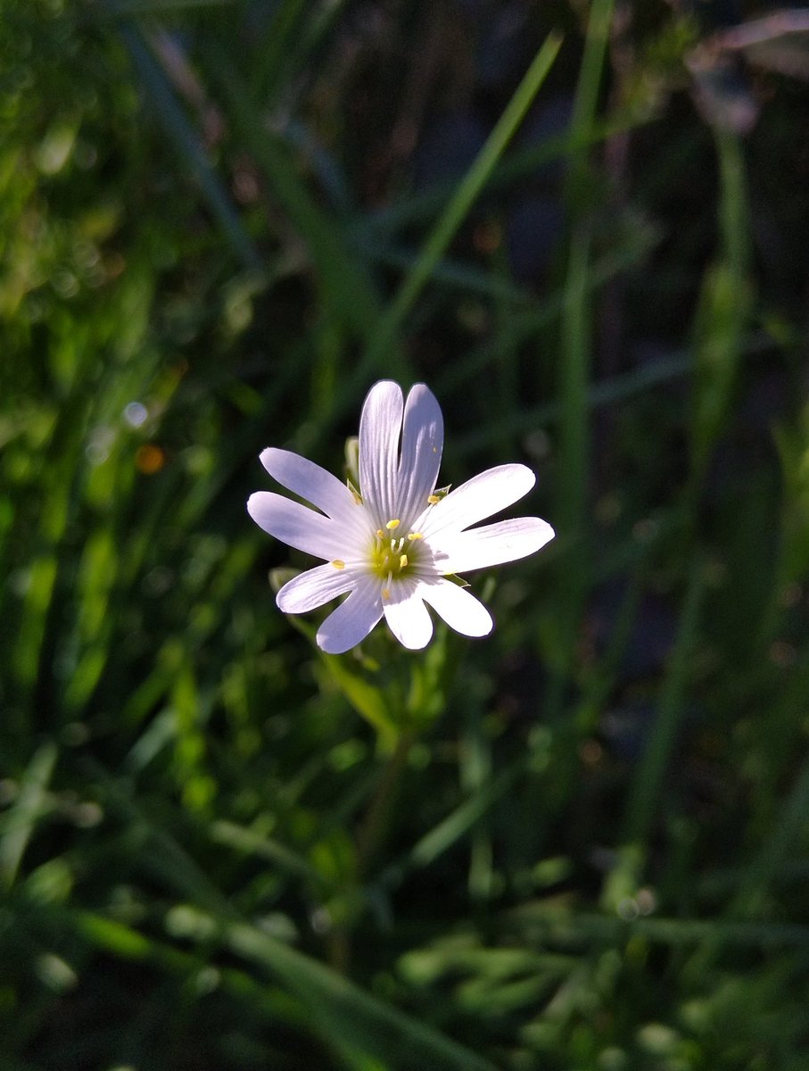 Lara Tatouille tweet media