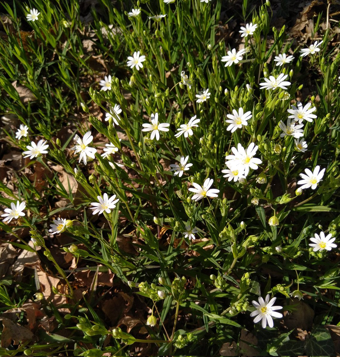 Lara Tatouille tweet media