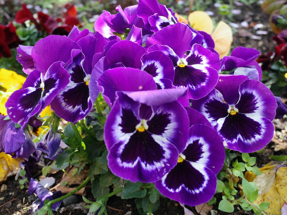 山城🈟イ㊄ tweet media