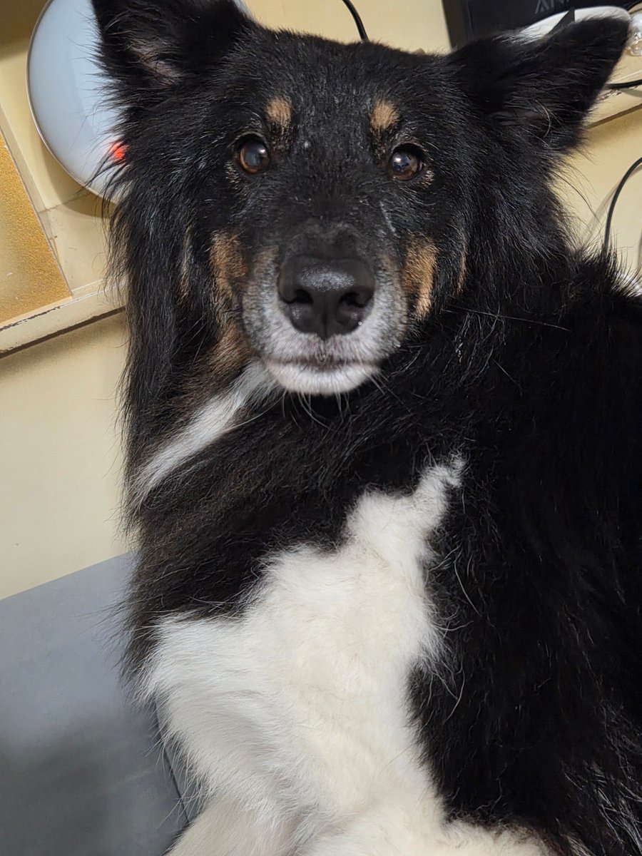 제야네🐾 tweet media