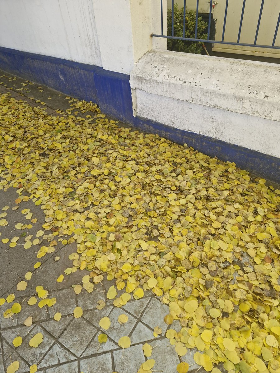 Nicolás Butorovic Alvarado. tweet media