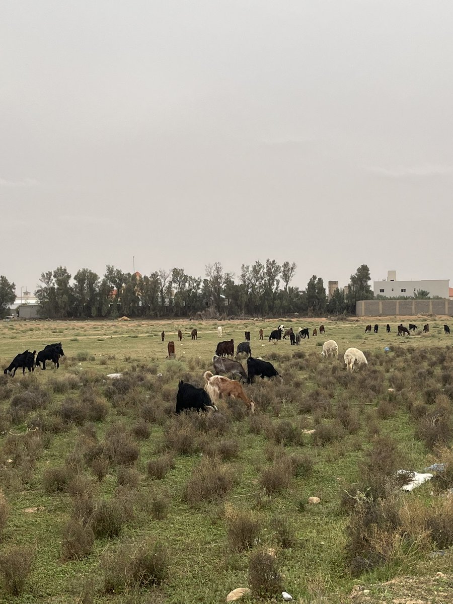 مـحـمـد tweet media