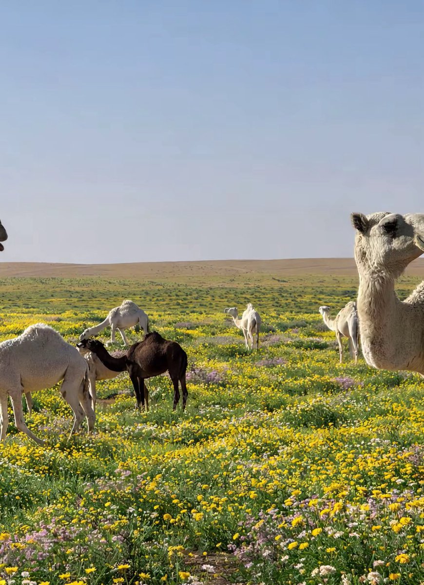 المملكة tweet media