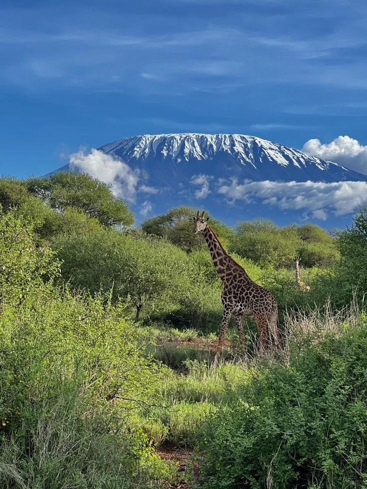 Mount Kilimanjaro, Kenya