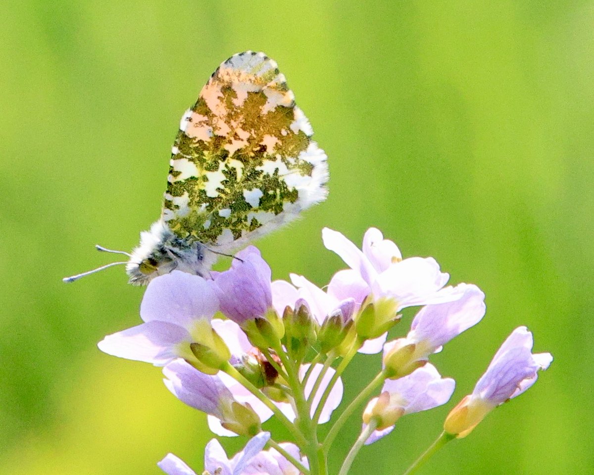 reiniervanloo's tweet photo. Voorjaar met Oranjetipje op een pinksterbloem #wolfslaar #landgoed #butterfly #vlinder #imago #orangetip https://t.co/ER0Hz27yJP
