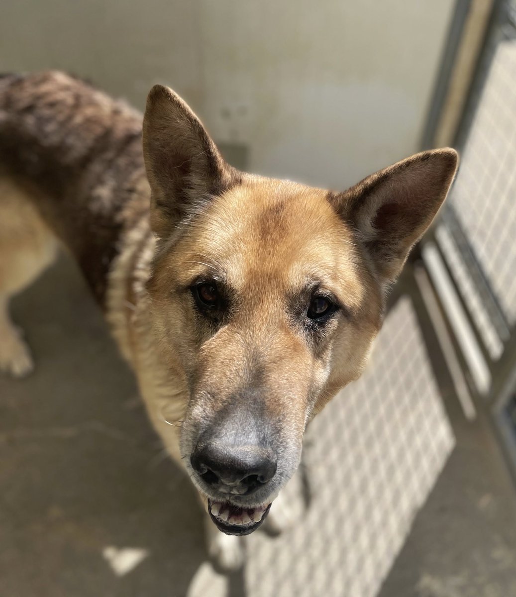 SOS Abuelos tweet media