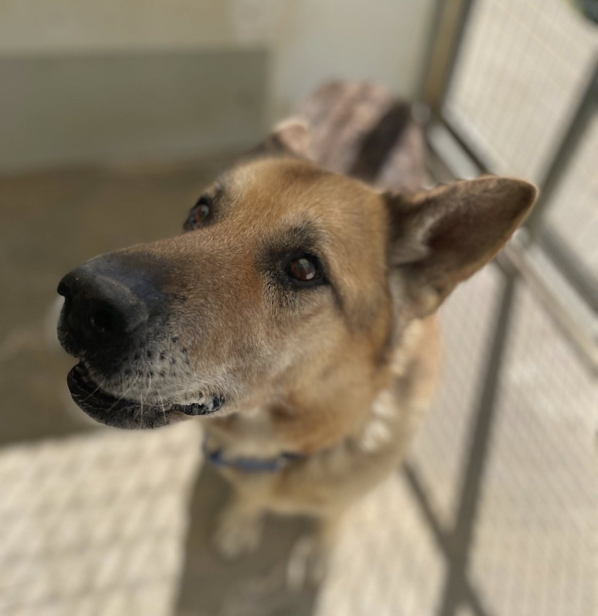 SOS Abuelos tweet media