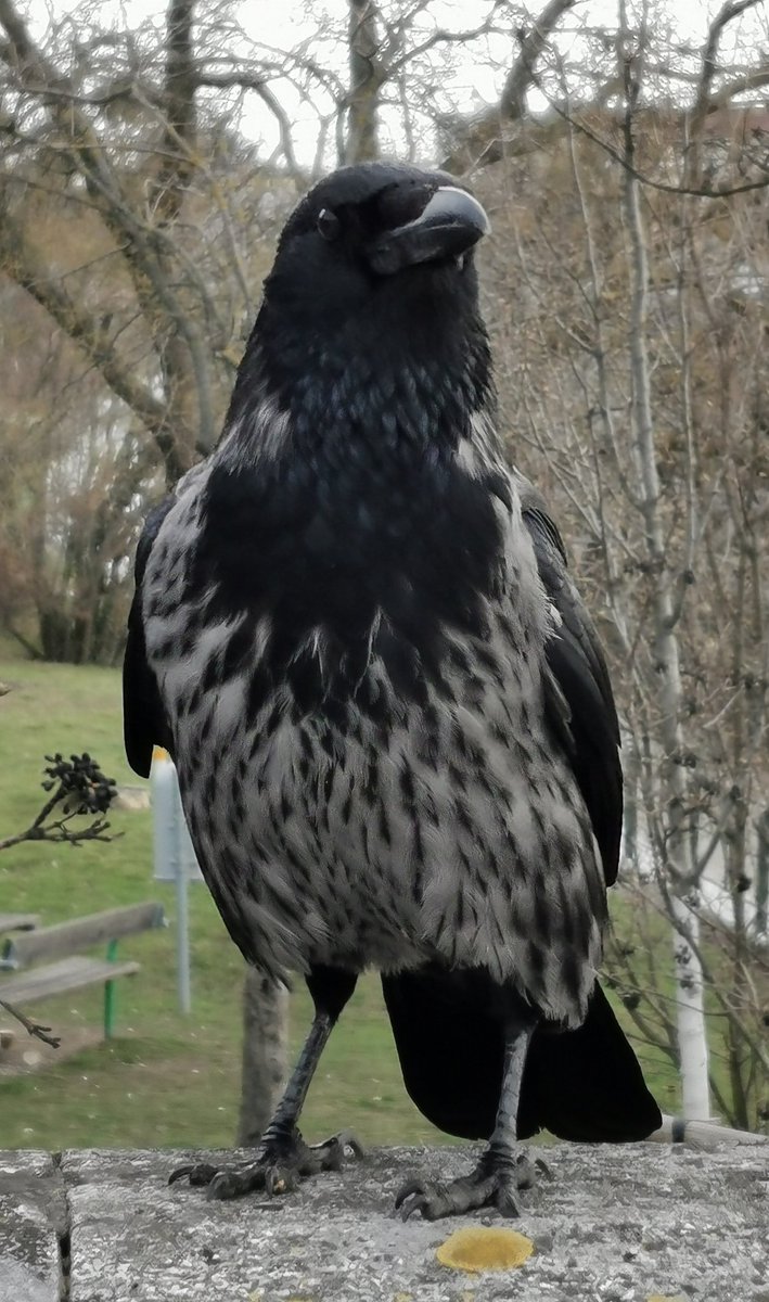 Vienna City Crows tweet media