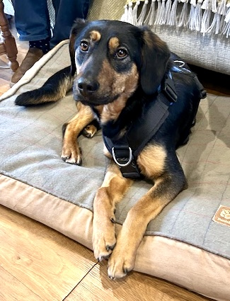 chris towers tweet media