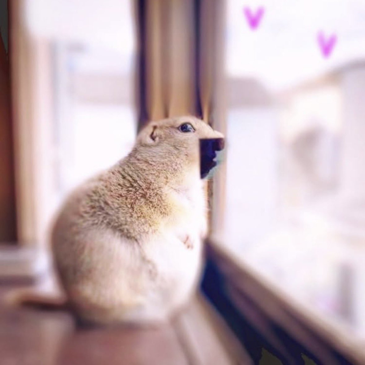 ⣬꒰ 𓏲࣪ .Ꮚ ܸ ◞ . ◟꒱ॱ़۫✚. ⸒⸒℘ tweet media