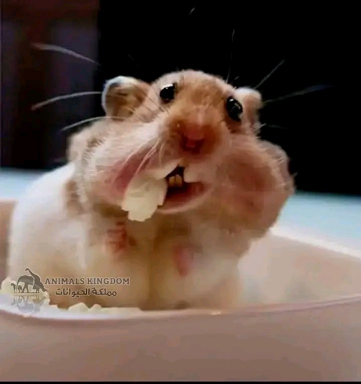 أّمَ جـعـفِّــر أّلَـربِيِّـعٌـيِّ tweet media