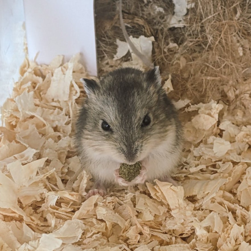 4545shitarude's tweet photo. 新しい家族増えた
名前はごま団子
よろしく https://t.co/3E06qsnxTy