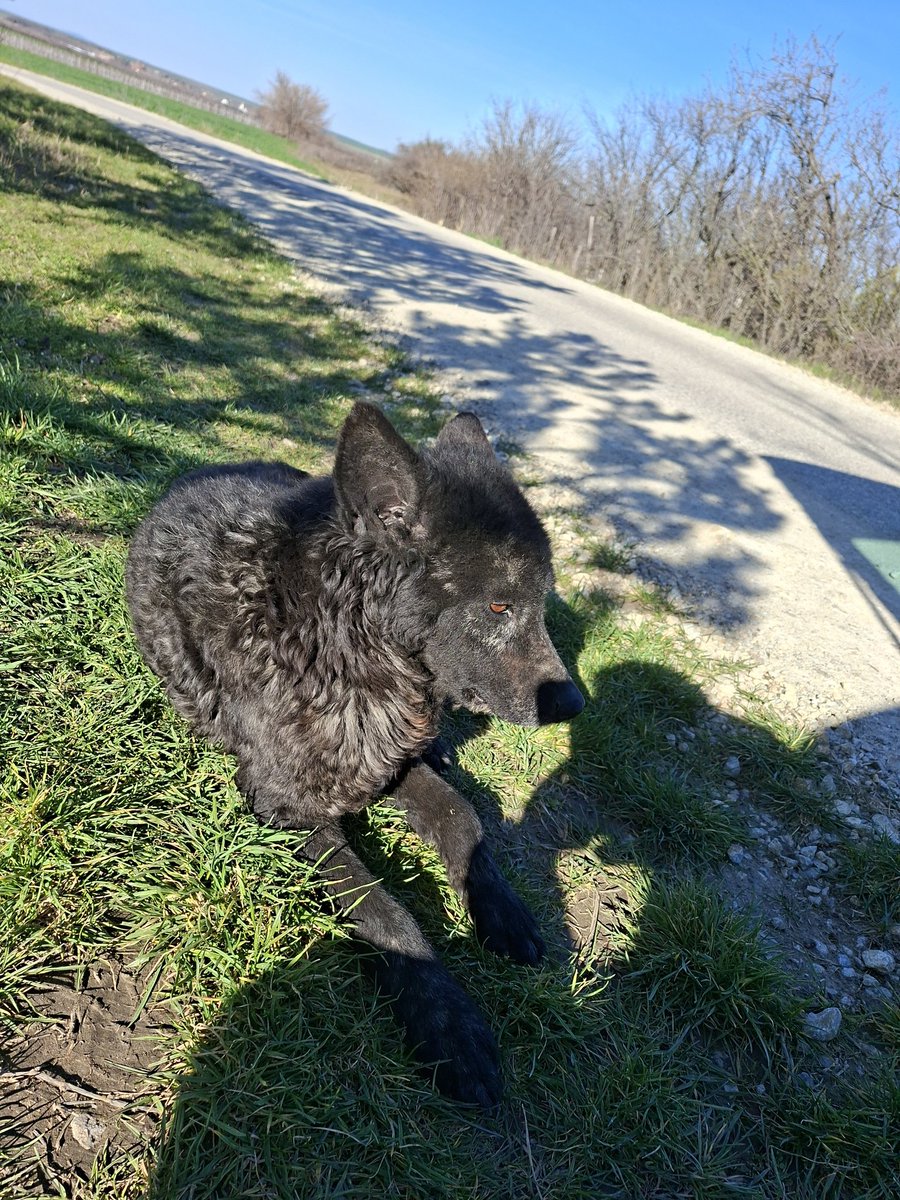 Svetski dan napustenih zivotinja...selo pored mog grada...Crni. Kazu cetiri godine je tu, i nije da ga ne hrane ljudi, ali je sam i nepoverljiv. Pruzim mu ruku i cekam da je makar lizne, i znam da sam od njega dobila maksimum. Volim te Crni, imas nekoga ko misli na tebe ❤️