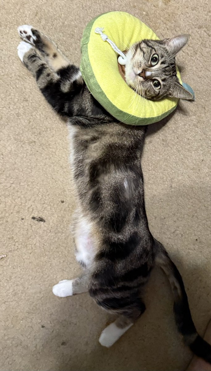 Sidhe | 18+ Kelpie VTuber 👾| NA VArtist tweet media