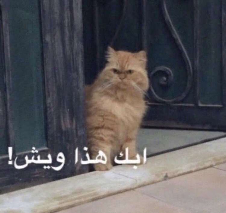 سلمان tweet media