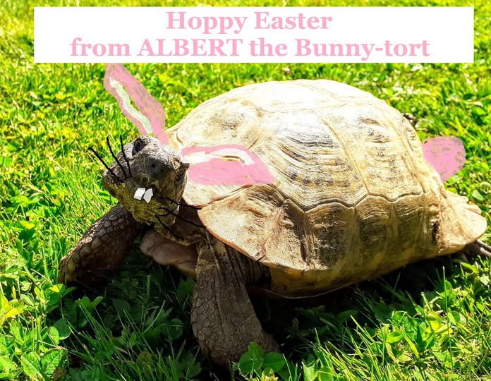 ALBERT the tortoise® tweet media