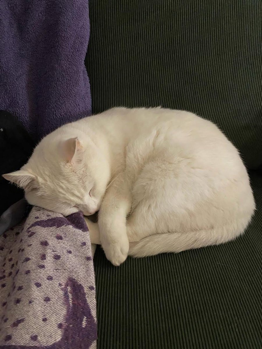 Sara Mary ⭐❤️ tweet media