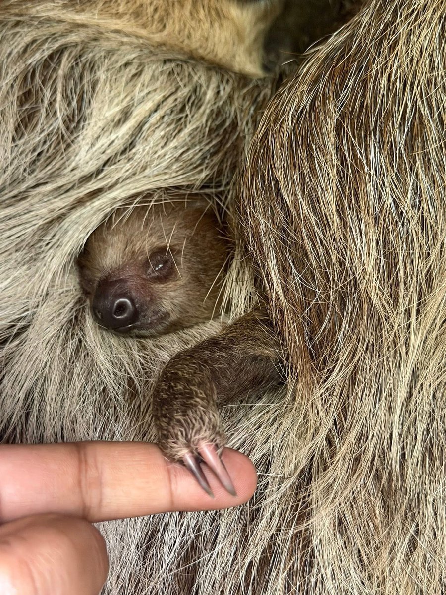 FlokiNextRun's tweet photo. I chose to hold this cute baby Little flash 😍 https://t.co/WqdO8fZR4o