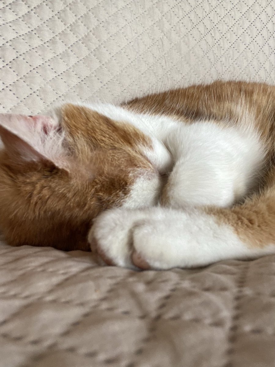 𝐀𝐧𝐝𝐫𝐞𝐚𝐬 𝐖. 𝐃𝐢𝐭𝐳𝐞 tweet media