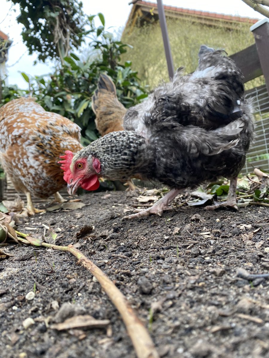 𝐀𝐧𝐝𝐫𝐞𝐚𝐬 𝐖. 𝐃𝐢𝐭𝐳𝐞 tweet media