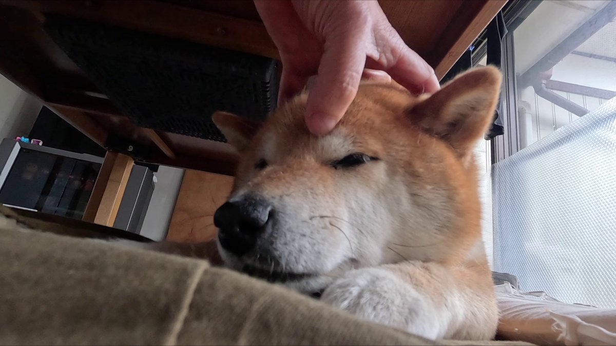 GMJpaCSCbuIDYDw's tweet image. 末っ子ちゃんがコタツの下を秘密基地にするシーズン到来
#dog #shiba #犬 #柴犬 #丸柴 #犬のいる生活 #柴犬がいる暮らし
20時より！プレミア公開致します！
youtu.be/BxLQWYMWZhE
@YouTube