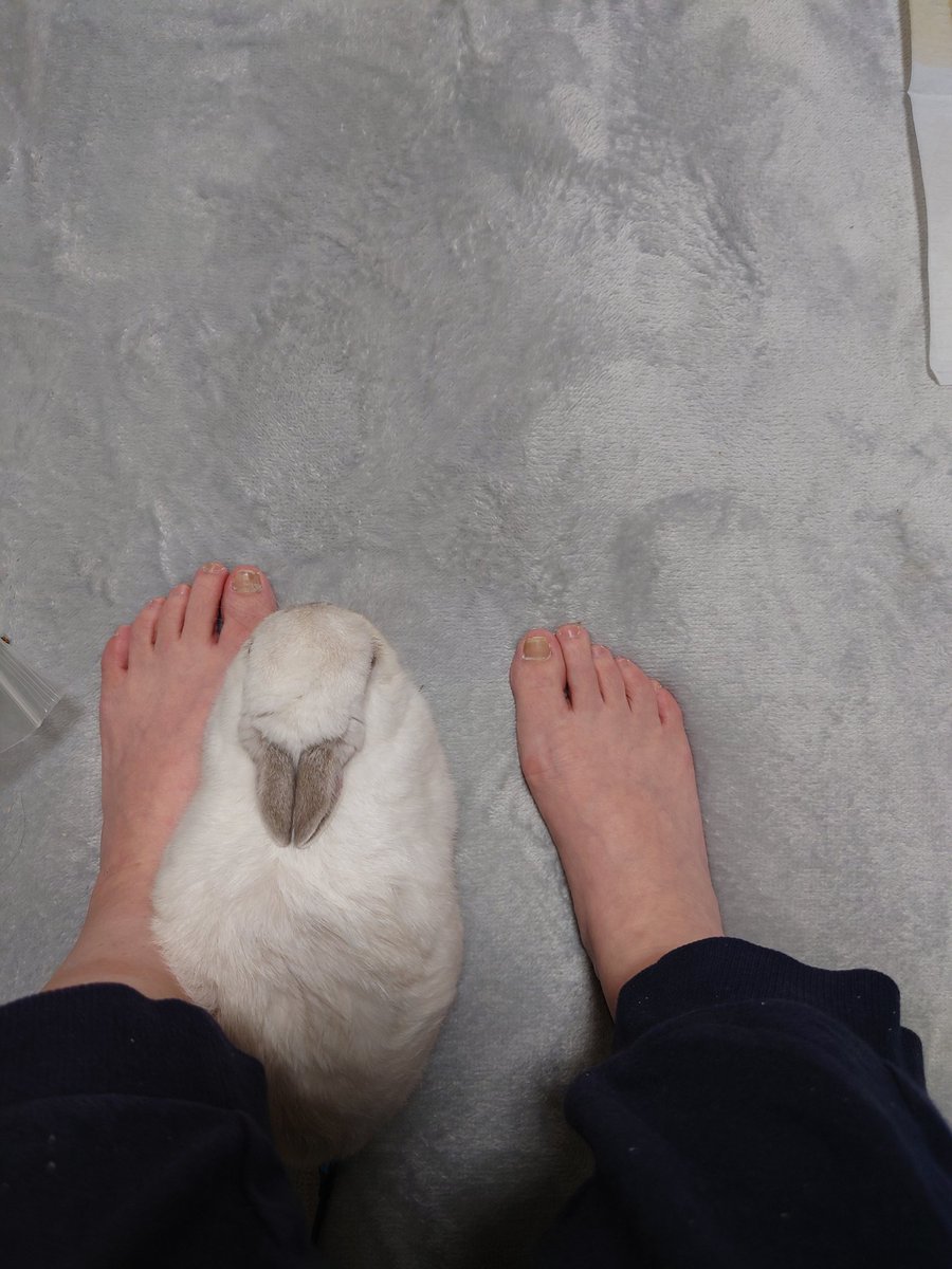 emi🍊うさぎのぽぽのお世話係 tweet media