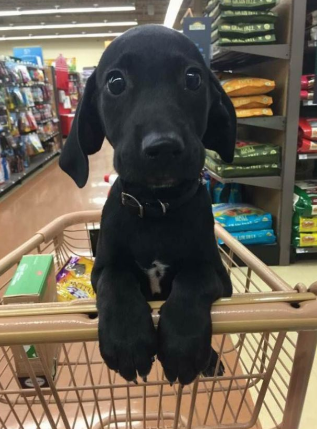 Tweets of Dogs tweet media