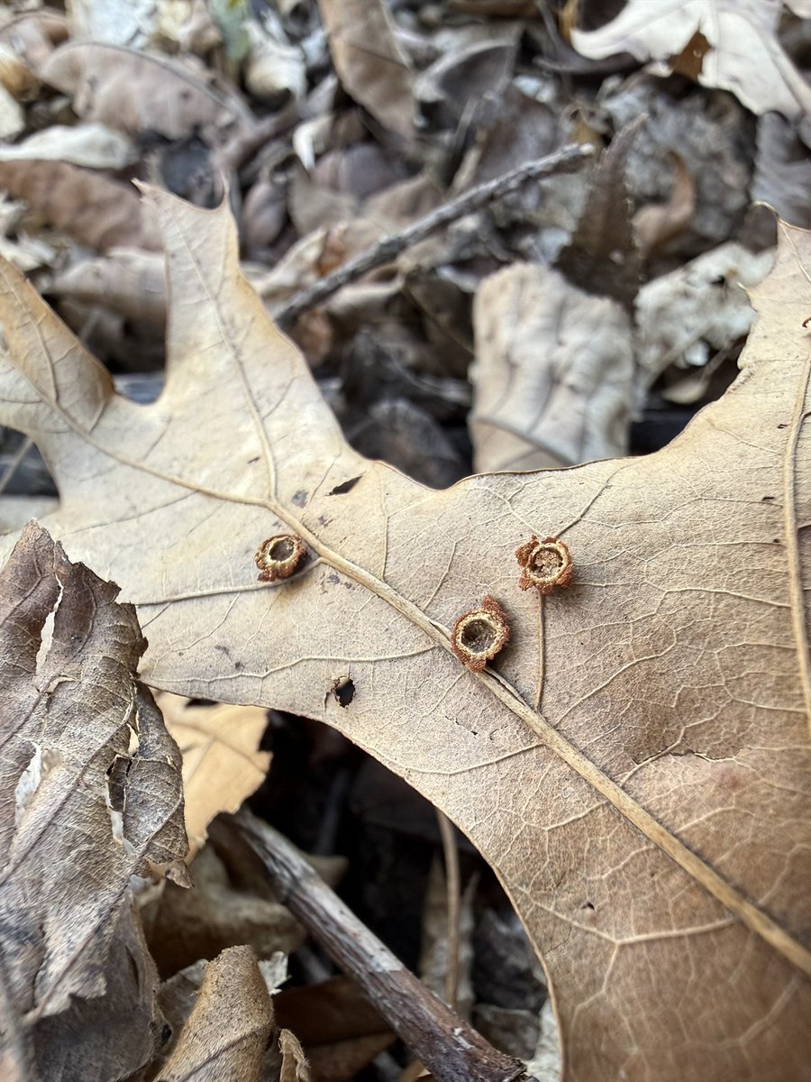 Sarah 🥨 tweet media