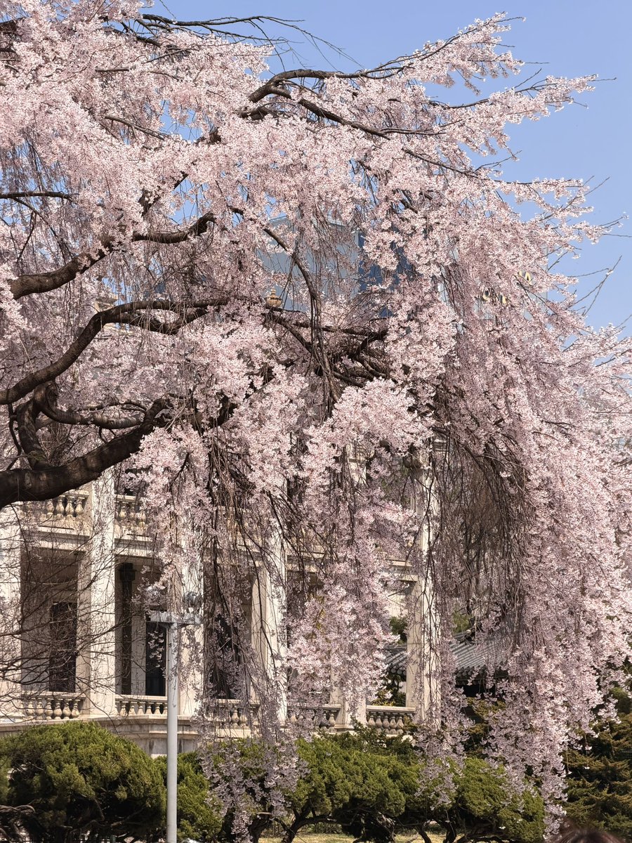 덕수궁 수양벚꽃