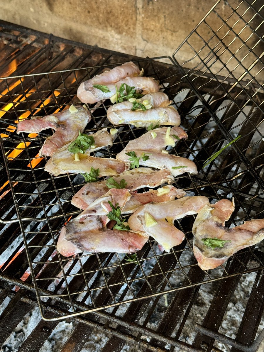 andresmadrigalg's tweet photo. Elogio a la Kokotxa y el Ritual del Prau.
 
Si me hubieran dicho hace un siglo que íbamos a pagar el kilo de “barbilla de pescado” a precio de oro, nos habríamos reído en toda la cara del capitán del barco. Pero así es la gastronomía: un ejercicio de justicia poética donde lo que antes era despojo, hoy es el santo grial del Cantábrico. La Kokotxa —esa pieza gelatinosa en forma de "V" situada bajo la mandíbula— es la prueba de que el lujo no siempre viste de seda; a veces viste de escama y paciencia.
Su nombre viene del euskera (kokots, que significa barbilla), y su historia es la de un ascenso social meteórico. Antiguamente, los marineros las apartaban para ellos o para los pobres porque eran "demasiado blandas" o difíciles de limpiar. No fue hasta que la Nueva Cocina Vasca las puso bajo el foco que el mundo entendió que esa gelatina no era un defecto, sino la gloria bendita.
Aunque la de merluza es la reina indiscutible por su elegancia y blancura, no viaja sola. La de bacalao es la favorita de los "salseros" por su desmedida capacidad de ligar un pil-pil; la de salmón aporta una grasa potente y casi salvaje, y la de corvina, más firme y carnal, empieza a asomar la cabeza en las barras más modernas. Pero hoy no estamos en un congreso de cocina, estamos en mi casa de Asturias, con el orvallo dándonos tregua y el olor al carbón de encina subiendo por el prau. Olvidaos de las chaquetillas blancas; aquí mandan la besuguera, la sidra y el sentido común.
Hacer unas Kokotxas a la brasa en casa es un acto de fe. Lo primero es el material de guerra: saca esa besuguera de malla fina que guardas como oro en paño. Si intentas tirarlas a la parrilla normal, se te colarán por los hierros y se las comerá el gato, porque estas joyas son piezas pequeñas, resbaladizas y caprichosas. El fuego debe ser de encina, buscando una brasa blanquecina y constante, nada de llamas locas que achicharren la delicadeza del mar.
El ritual empieza con el "mimo" previo. Cogemos las Kokotxas de merluza —tersas, brillantes, que huelan a puro Cantábrico— y les damos un repaso rápido. Nada de complicaciones: un chorretón de aceite de oliva virgen extra suave y una pizca de sal gorda. Hay que revolverlas con las manos, con cariño, asegurándonos de que cada pliegue esté bien impregnado para que no se peguen a la rejilla cuando sientan el calor.
Cuando la brasa esté en su punto, ponemos la besuguera a unos diez centímetros. El orden importa: siempre la piel hacia abajo primero. En cuanto tocan el hierro caliente, la gelatina empieza a sudar, a burbujear, a "llorar" de alegría. Es un proceso rápido, apenas un par de minutos por lado. El aroma ahumado de la madera se mete por los poros de la carne blanca, creando una capa rústica que protege el tesoro líquido del interior. Al darles la vuelta, verás cómo la piel se pone ligeramente crujiente y tostada. Ese contraste es místico.
Para el toque final, el secreto de los grandes asadores llevado a nuestra mesa: el "vuelco". En cuanto las saques de la parrilla, échalas a una cuenco de barro que tengas caliente al lado del fuego. Añade un par de cucharadas de una emulsión de aceite, una gota de vinagre de sidra y el propio juguito que soltaron en la malla. Dale cuatro meneos circulares a la tartera —ese baile que liga la salsa— y verás cómo el líquido se vuelve una crema espesa y brillante que abraza cada pieza.
Servirlas así, con un poco de perejil fresco picado por encima, es lo más parecido a tocar el cielo. Al morderlas, la resistencia es mínima; primero notas el crujido del humo y luego una explosión de jugosidad que te inunda el paladar. Es el bocado más escaso de la lonja, un tesoro que nos recuerda que la verdadera belleza está en lo que otros decidieron ignorar.
Ahora, mientras el humo se disipa y las Kokotxas brillan en la fuente, solo queda una duda: ¿echamos un culín de sidra de pipa o descorchamos ese blanco de Cangas que lleva toda la mañana enfriando? ¿Te saco un poco de pan de pueblo para rebañar la salsa?