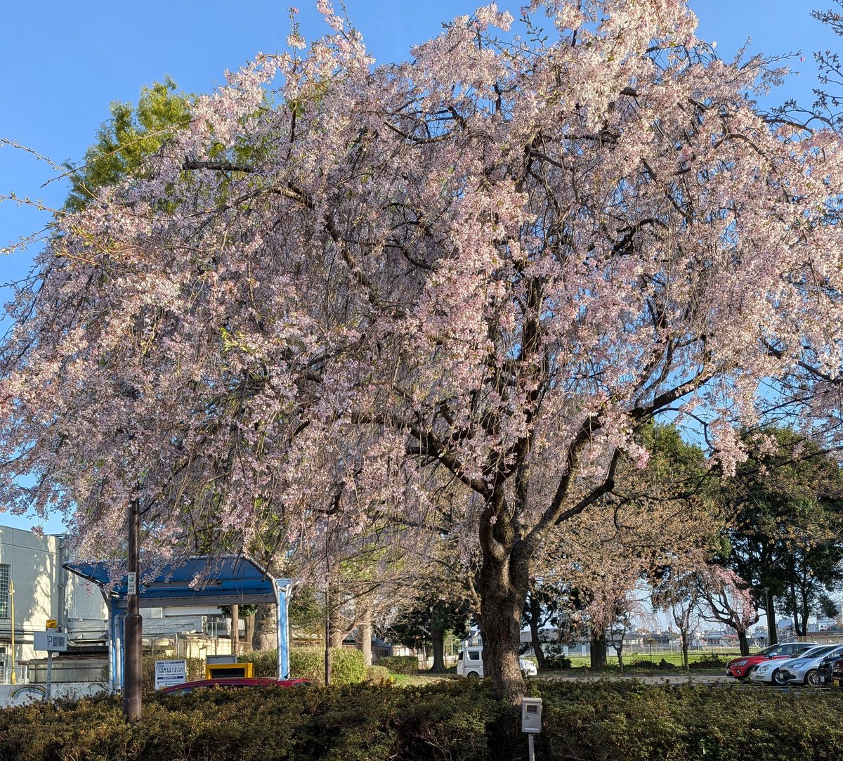 sue（スー） tweet media