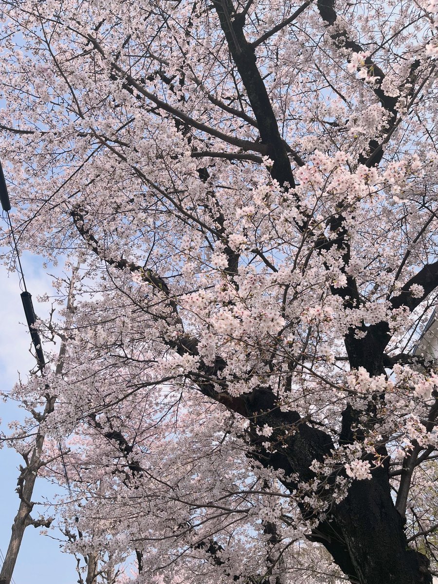 coppepo's tweet photo. 外出たとき見かけた今年の🌸　見れてよかったー https://t.co/wJkVDTQe6G