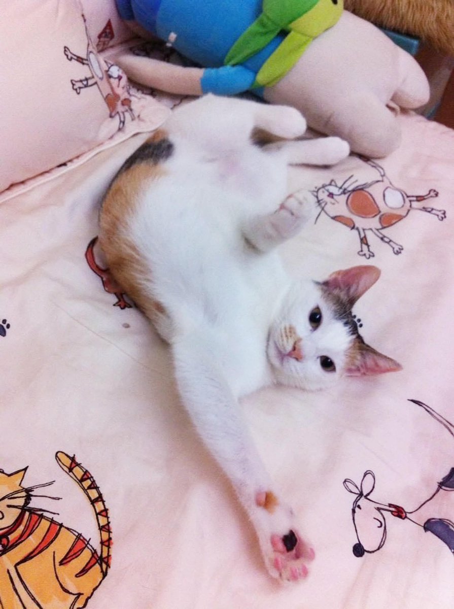 迪鹿DeluCat💖 tweet media