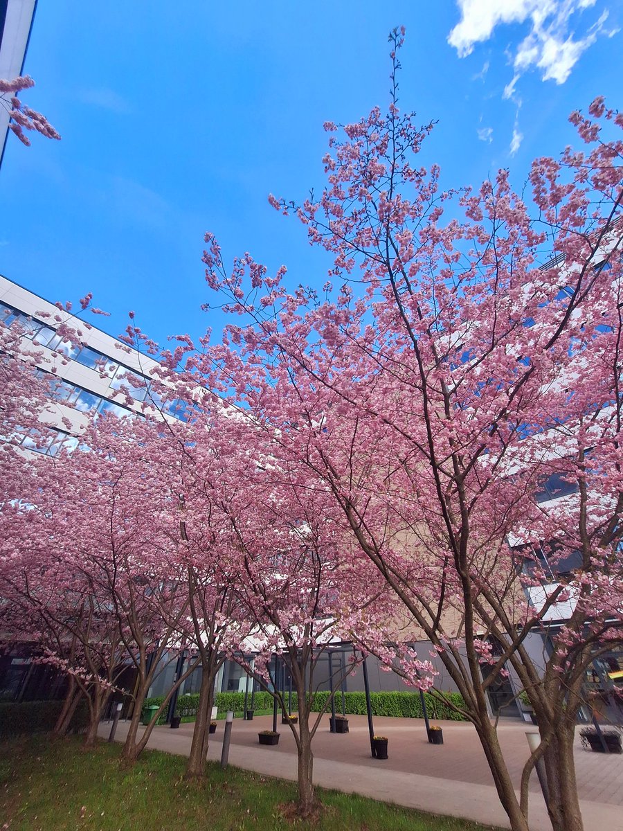 sweety_tweety96's tweet image. dopiero się rozkręcam 🌸
#cherryblossom #day3