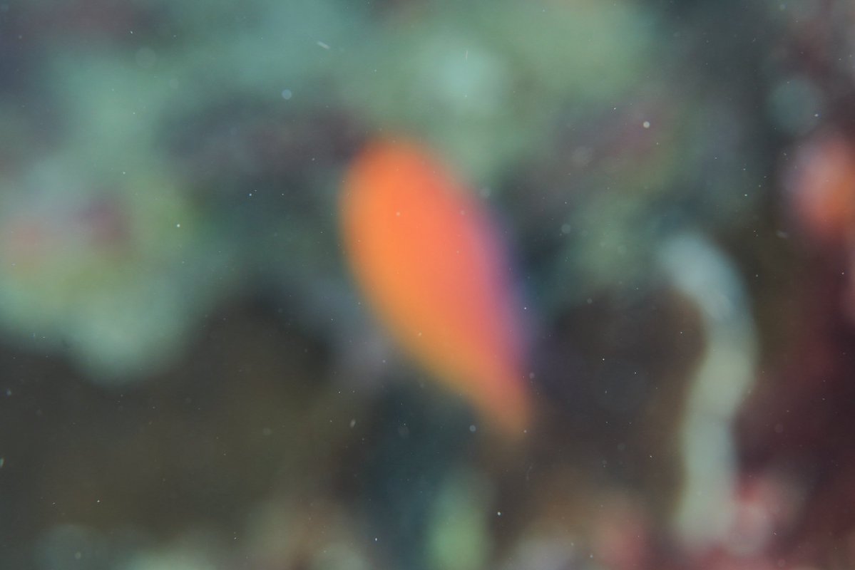 はなゆい tweet media