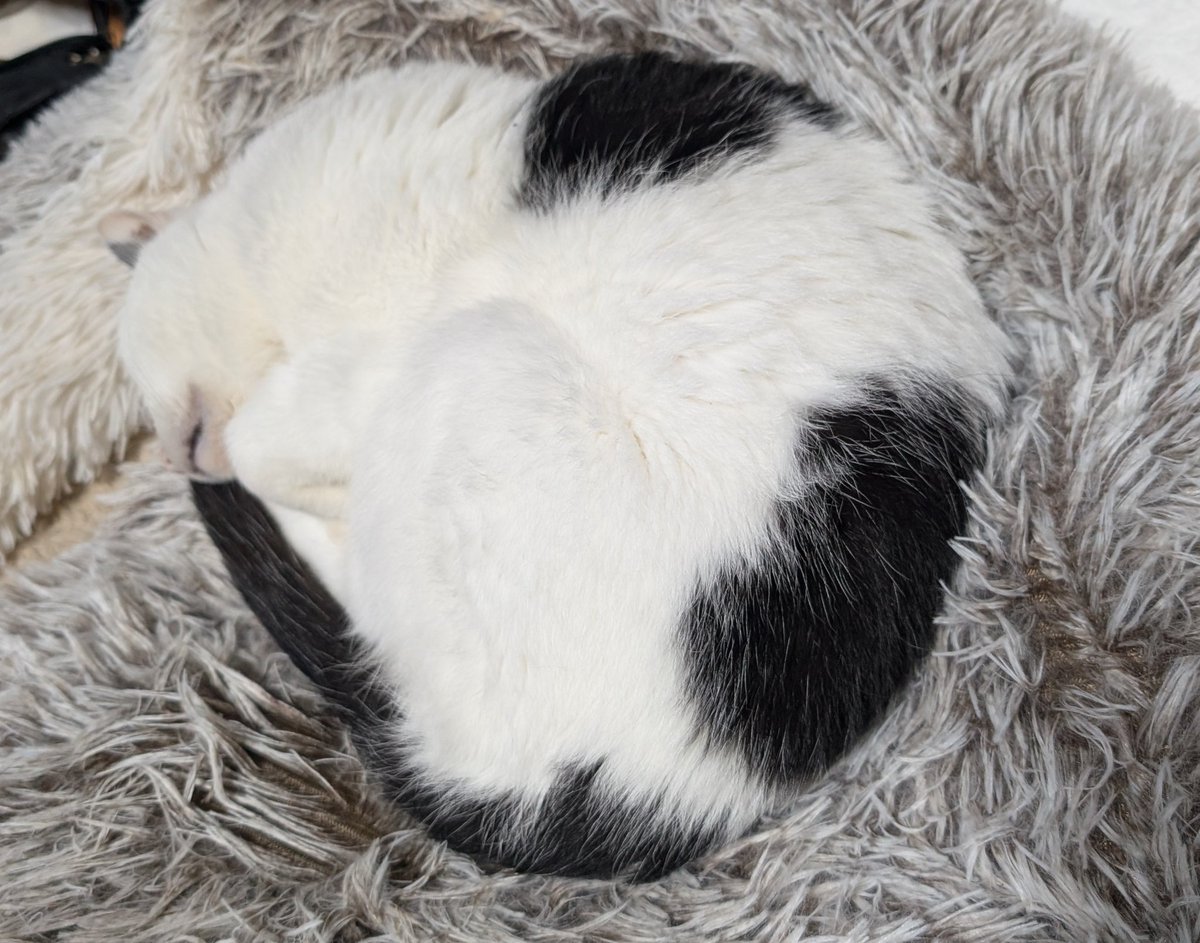 遊牧舎銕仙(回復中) tweet media