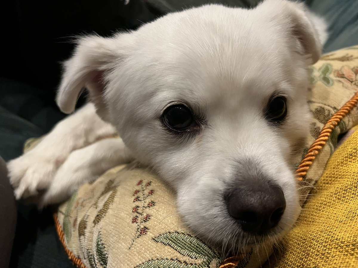 mskk___o's tweet photo. 苺もろて満足犬 https://t.co/TeFxWRwZZx