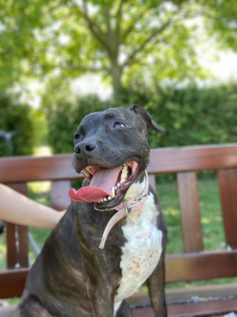 NonsensicalQuest tweet media