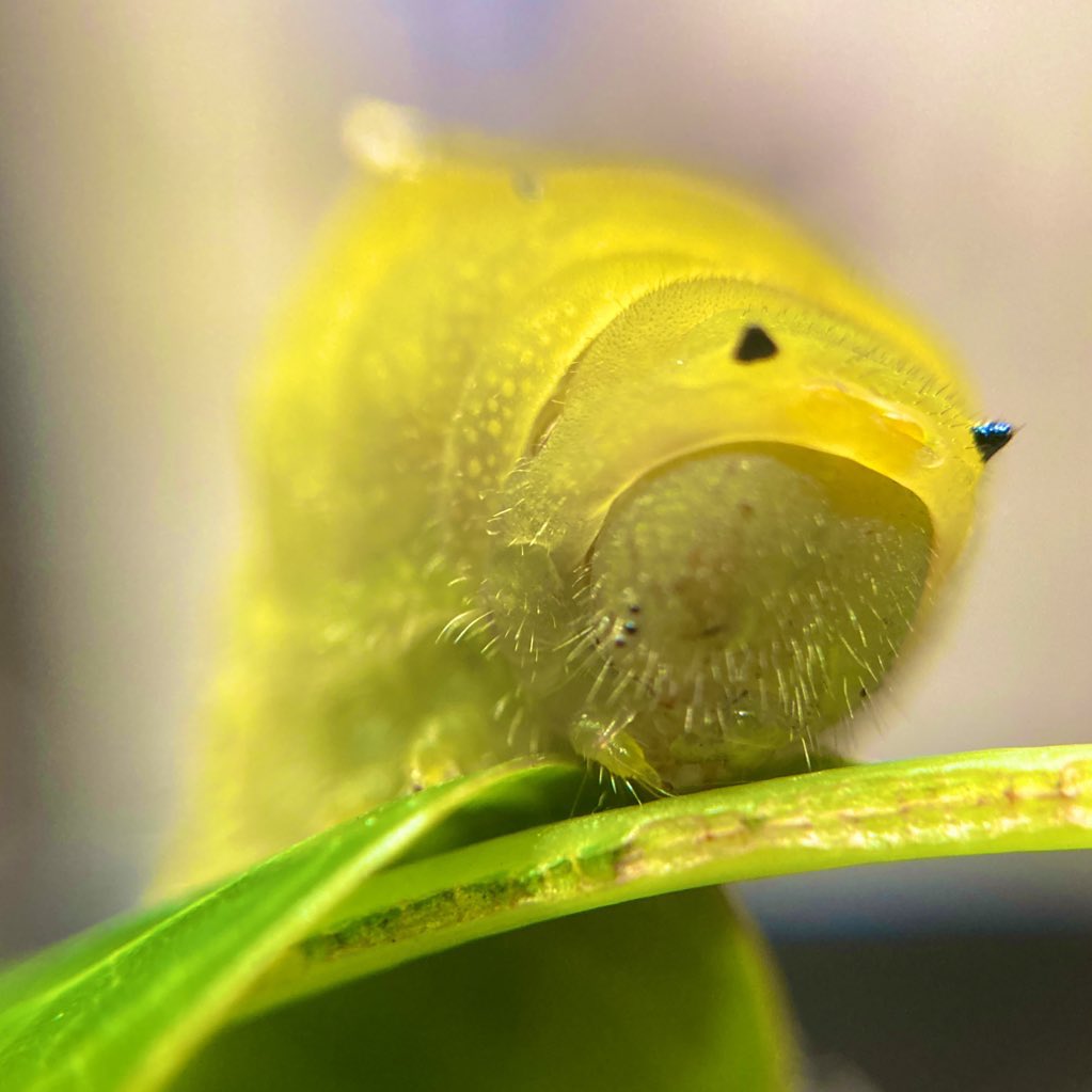 oosukashibaka's tweet image. お顔毛深い
#昆虫　#insects