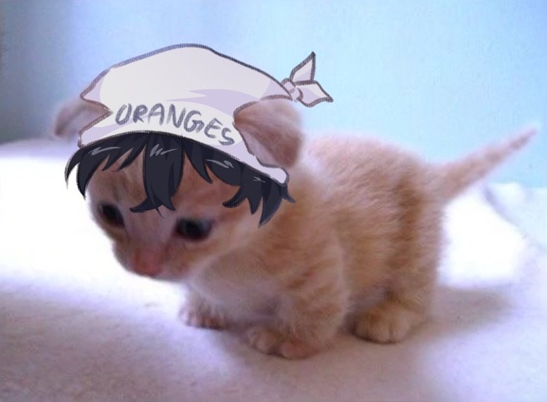 Nacho__ZZZ's tweet photo. Kitties #OrangesVA #FuyukiVA https://t.co/NYJHHhygXt