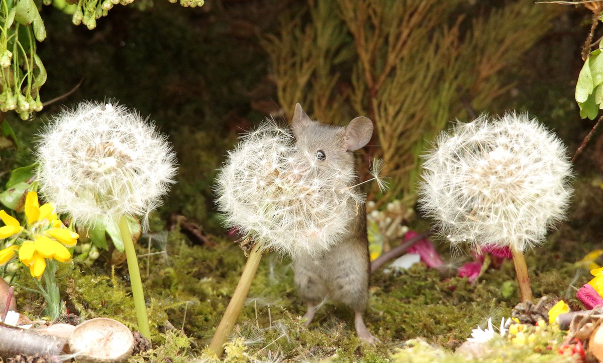 Mouse is not good at Hide and Squeak