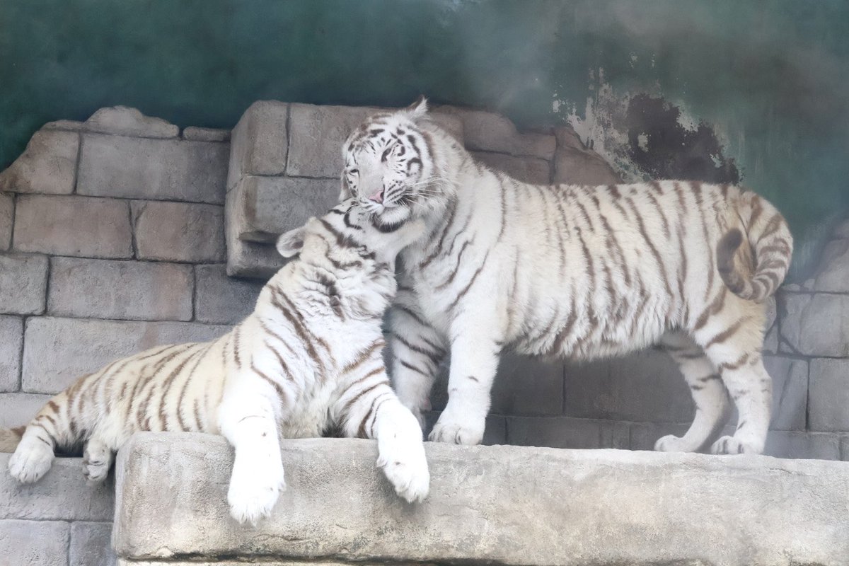 東武動物公園のホワイトタイガーのコタとハク

すっかり大きくなりました😆
でも、まだまだじゃれあっていて、可愛いかったです！！

#コタハク
#ホワイトタイガー
#東武動物公園

2026.3.28撮影