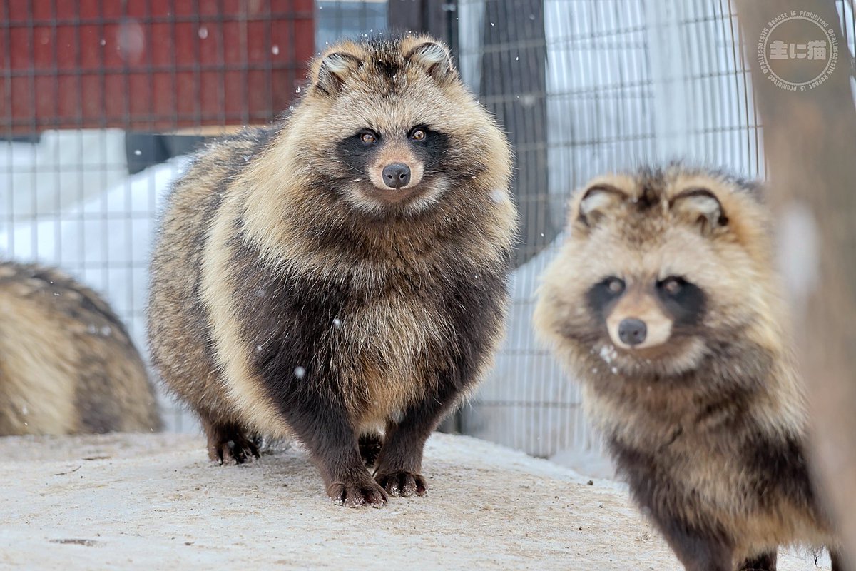 主に猫 tweet media